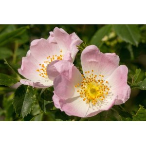 Ruža šípová (Rosa Canina) - výška 100-120 cm, kont. C5L